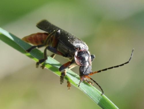 Réf. 270 781 : Cantharis rustica